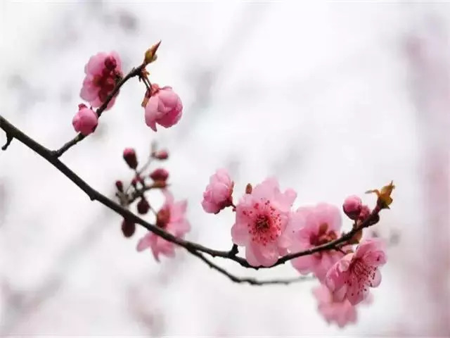 梅花生物最新动态更新