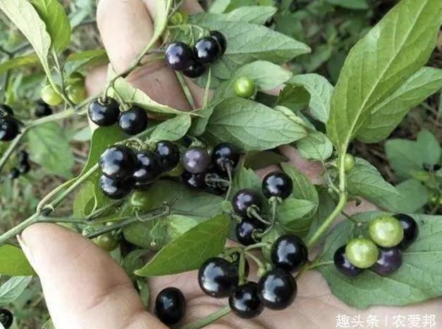 最新农家乐名字大全，自然美景探索之旅启动！