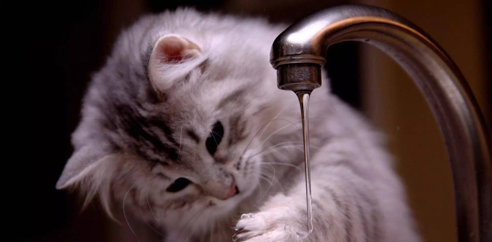 猫猫图片最新，科技与生活的艺术融合风采