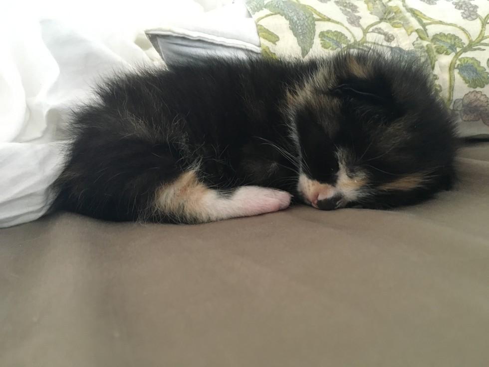 如何照顾与培养最新小猫的技能指南，全方位养育指南助你成为养猫达人！