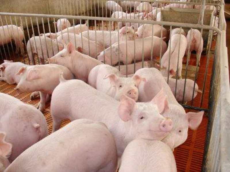 最新小猪价格概览，市场走势、影响因素与选购指南