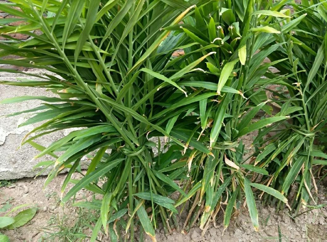 今日大豆最新价格获取指南，理解与获取步骤详解