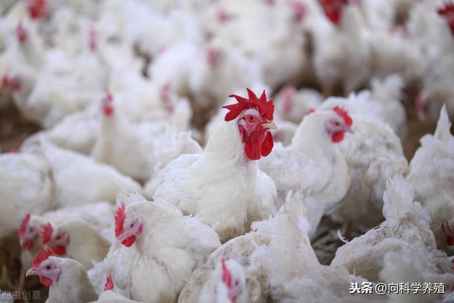 白羽鸡最新价格及市场行情深度解析