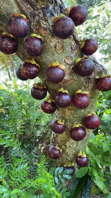 小山竹最新视频，破土而出，见证成长的力量时刻！