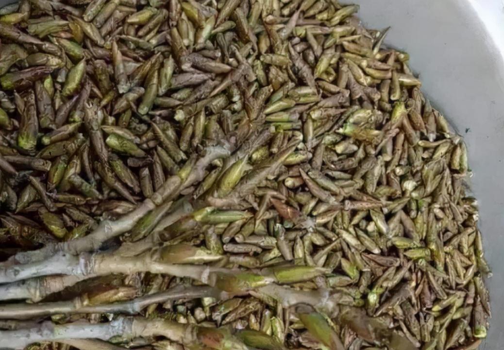 最新杨木收购信息汇总，掌握最新动态，把握商机🌳📣