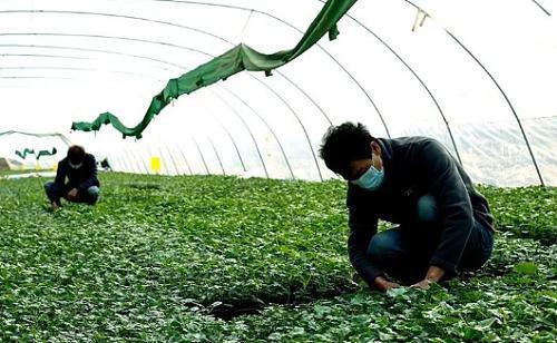 大棚最新加温方法揭秘，高效、实用的加热技术