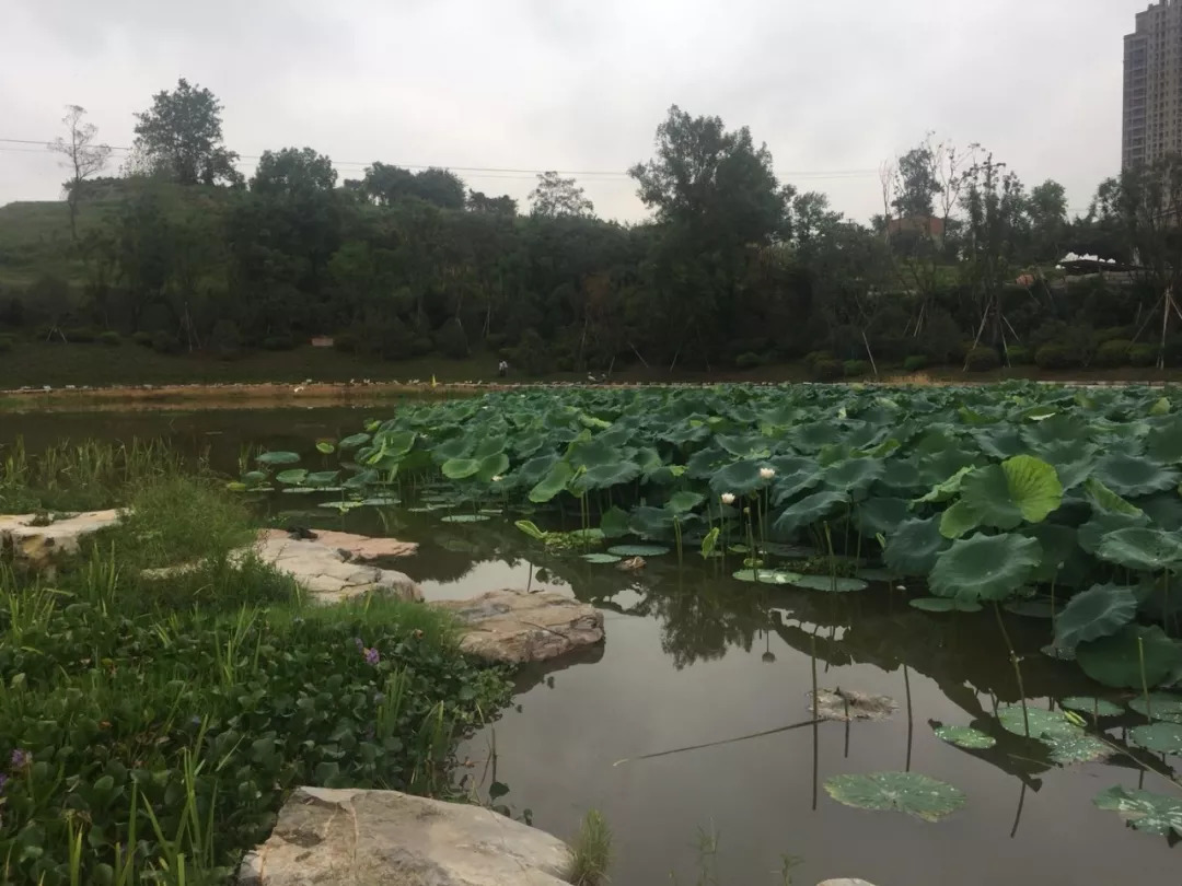 辛集湿地公园最新奇遇，友情与陪伴的温馨画卷展开
