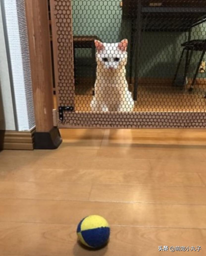 猫咪最新版破解apk探索与警示