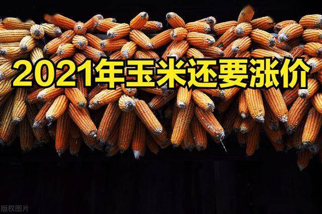 玉米价格走势最新动态更新🌽️