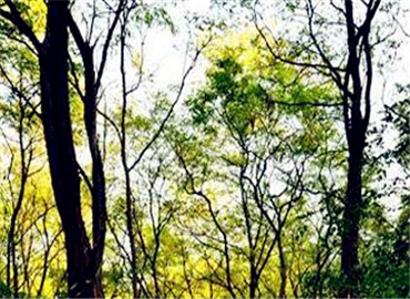 山东林场改革最新动态揭秘