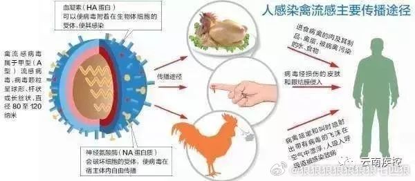 蚌埠禽流感最新动态更新